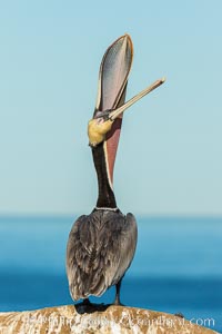 California Brown Pelican head throw, stretching its throat to keep it flexible and healthy. Note the winter mating plumage, olive and red throat, yellow head, Pelecanus occidentalis, Pelecanus occidentalis californicus, La Jolla