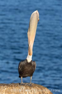 California Brown Pelican head throw, stretching its throat to keep it flexible and healthy. Note the winter mating plumage, olive and red throat, yellow head, Pelecanus occidentalis, Pelecanus occidentalis californicus, La Jolla