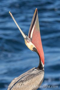 California Brown Pelican head throw, stretching its throat to keep it flexible and healthy. Note the winter mating plumage, olive and red throat, yellow head, Pelecanus occidentalis, Pelecanus occidentalis californicus, La Jolla