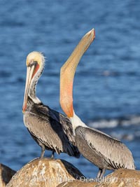California Brown Pelican head throw, stretching its throat to keep it flexible and healthy. Note the winter mating plumage, olive and red throat, yellow head