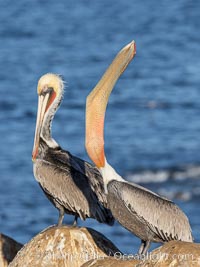 California Brown Pelican head throw, stretching its throat to keep it flexible and healthy. Note the winter mating plumage, olive and red throat, yellow head, Pelecanus occidentalis, Pelecanus occidentalis californicus, La Jolla