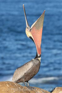 California Brown Pelican head throw, stretching its throat to keep it flexible and healthy. Note the winter mating plumage, olive and red throat, yellow head, Pelecanus occidentalis, Pelecanus occidentalis californicus, La Jolla