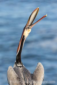 California Brown Pelican head throw, stretching its throat to keep it flexible and healthy. Note the winter mating plumage, olive and red throat, yellow head, Pelecanus occidentalis, Pelecanus occidentalis californicus, La Jolla