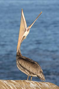 California Brown Pelican Head Throw, Pelecanus occidentalis, La Jolla