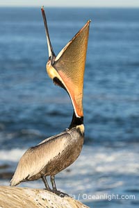 California Brown Pelican head throw, stretching its throat to keep it flexible and healthy, winter adult mating plumage, Pelecanus occidentalis, Pelecanus occidentalis californicus, La Jolla