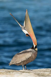 California Brown Pelican head throw, stretching its throat to keep it flexible and healthy, winter adult mating plumage, Pelecanus occidentalis, Pelecanus occidentalis californicus, La Jolla