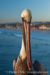 California brown pelican on Oceanside Pier, sitting on the pier railing, sunset, winter, Pelecanus occidentalis, Pelecanus occidentalis californicus