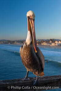 California brown pelican on Oceanside Pier, sitting on the pier railing, sunset, winter.