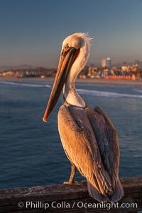 California brown pelican on Oceanside Pier, sitting on the pier railing, sunset, winter.