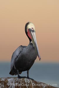 Brown pelican, winter adult breeding plumage, showing bright red gular pouch and dark brown hindneck plumage of breeding adults.  This large seabird has a wingspan over 7 feet wide. The California race of the brown pelican holds endangered species status, due largely to predation in the early 1900s and to decades of poor reproduction caused by DDT poisoning, Pelecanus occidentalis, Pelecanus occidentalis californicus, La Jolla