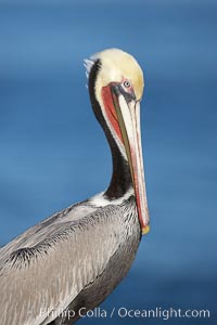 Brown pelican, winter plumage, showing bright red gular pouch and dark brown hindneck colors of breeding adults.  This large seabird has a wingspan over 7 feet wide. The California race of the brown pelican holds endangered species status, due largely to predation in the early 1900s and to decades of poor reproduction caused by DDT poisoning, Pelecanus occidentalis, Pelecanus occidentalis californicus, La Jolla