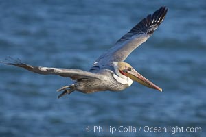 California brown pelican in flight, soaring over the ocean with its huge wings outstretched.  The wingspan of the brown pelican can be over 7 feet wide. The California race of the brown pelican holds endangered species status.  Adult winter non-breeding plumage showing white hindneck and red gular throat pouch, Pelecanus occidentalis, Pelecanus occidentalis californicus, La Jolla