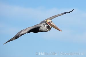 California brown pelican in flight, soaring over the ocean with its huge wings outstretched.  The wingspan of the brown pelican can be over 7 feet wide. The California race of the brown pelican holds endangered species status.  Adult winter non-breeding plumage showing brown hindneck and red gular throat pouch, Pelecanus occidentalis, Pelecanus occidentalis californicus, La Jolla