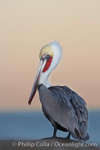 Brown pelican, non-breeding winter plumage.  This large seabird has a wingspan over 7 feet wide. The California race of the brown pelican holds endangered species status, due largely to predation in the early 1900s and to decades of poor reproduction caused by DDT poisoning, Pelecanus occidentalis, Pelecanus occidentalis californicus, La Jolla