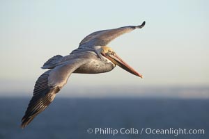 California brown pelican in flight, soaring over the ocean with its huge wings outstretched.  The wingspan of the brown pelican can be over 7 feet wide. The California race of the brown pelican holds endangered species status.  Adult winter non-breeding plumage showing white hindneck and red gular throat pouch.