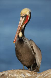 Brown pelican, winter plumage, showing bright red gular pouch and dark brown hindneck colors of breeding adults.  This large seabird has a wingspan over 7 feet wide. The California race of the brown pelican holds endangered species status, due largely to predation in the early 1900s and to decades of poor reproduction caused by DDT poisoning, Pelecanus occidentalis, Pelecanus occidentalis californicus, La Jolla