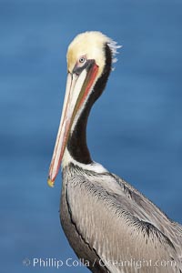 Brown pelican, winter plumage, showing bright red gular pouch and dark brown hindneck colors of breeding adults.  This large seabird has a wingspan over 7 feet wide. The California race of the brown pelican holds endangered species status, due largely to predation in the early 1900s and to decades of poor reproduction caused by DDT poisoning, Pelecanus occidentalis, Pelecanus occidentalis californicus, La Jolla