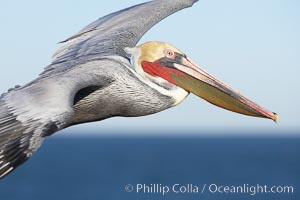 California brown pelican in flight, soaring over the ocean with its huge wings outstretched.  The wingspan of the brown pelican can be over 7 feet wide. The California race of the brown pelican holds endangered species status.  Adult winter non-breeding plumage showing white hindneck and red gular throat pouch, Pelecanus occidentalis, Pelecanus occidentalis californicus, La Jolla