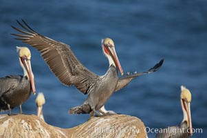 Brown pelican, non-breeding winter plumage.  This large seabird has a wingspan over 7 feet wide. The California race of the brown pelican holds endangered species status, due largely to predation in the early 1900s and to decades of poor reproduction caused by DDT poisoning, Pelecanus occidentalis, Pelecanus occidentalis californicus, La Jolla