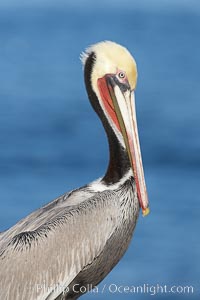 Brown pelican, winter plumage, showing bright red gular pouch and dark brown hindneck colors of breeding adults.  This large seabird has a wingspan over 7 feet wide. The California race of the brown pelican holds endangered species status, due largely to predation in the early 1900s and to decades of poor reproduction caused by DDT poisoning, Pelecanus occidentalis, Pelecanus occidentalis californicus, La Jolla