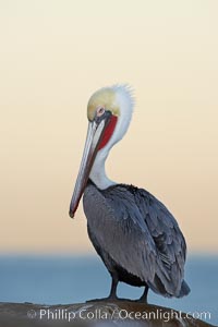 Brown pelican, non-breeding winter plumage.  This large seabird has a wingspan over 7 feet wide. The California race of the brown pelican holds endangered species status, due largely to predation in the early 1900s and to decades of poor reproduction caused by DDT poisoning, Pelecanus occidentalis, Pelecanus occidentalis californicus, La Jolla