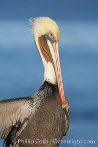 Brown pelican, non-breeding winter plumage.  This large seabird has a wingspan over 7 feet wide. The California race of the brown pelican holds endangered species status, due largely to predation in the early 1900s and to decades of poor reproduction caused by DDT poisoning.  Adult winter non-breeding plumage showing white hindneck and red gular throat pouch, Pelecanus occidentalis, Pelecanus occidentalis californicus, La Jolla