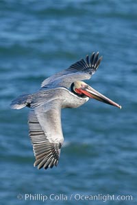 California brown pelican in flight, soaring over the ocean with its huge wings outstretched.  Adult winter breeding plumage.  The wingspan of the brown pelican can be over 7 feet wide. The California race of the brown pelican holds endangered species status, Pelecanus occidentalis, Pelecanus occidentalis californicus, La Jolla