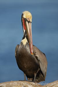 Brown pelican, winter plumage, showing bright red gular pouch and dark brown hindneck colors of breeding adults.  This large seabird has a wingspan over 7 feet wide. The California race of the brown pelican holds endangered species status, due largely to predation in the early 1900s and to decades of poor reproduction caused by DDT poisoning, Pelecanus occidentalis, Pelecanus occidentalis californicus, La Jolla