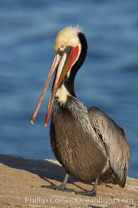 Brown pelican, winter plumage, showing bright red gular pouch and dark brown hindneck colors of breeding adults.  This large seabird has a wingspan over 7 feet wide. The California race of the brown pelican holds endangered species status, due largely to predation in the early 1900s and to decades of poor reproduction caused by DDT poisoning, Pelecanus occidentalis, Pelecanus occidentalis californicus, La Jolla