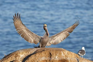 Brown pelican spreads its large wings as it balances on a perch above the ocean, displaying adult winter plumage.  This large seabird has a wingspan over 7 feet wide. The California race of the brown pelican holds endangered species status, due largely to predation in the early 1900s and to decades of poor reproduction caused by DDT poisoning, Pelecanus occidentalis, Pelecanus occidentalis californicus, La Jolla