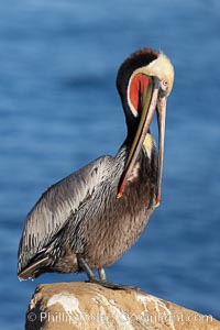 A brown pelican preening, reaching with its beak to the uropygial gland (preen gland) near the base of its tail.  Preen oil from the uropygial gland is spread by the pelican's beak and back of its head to all other feathers on the pelican, helping to keep them water resistant and dry.  Note adult winter breeding plumage in display, with brown neck, red gular throat pouch and yellow and white head, Pelecanus occidentalis, Pelecanus occidentalis californicus, La Jolla, California