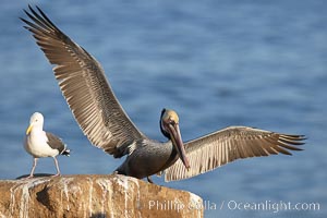 Brown pelican spreads its large wings as it balances on a perch above the ocean, displaying adult winter plumage.  This large seabird has a wingspan over 7 feet wide. The California race of the brown pelican holds endangered species status, due largely to predation in the early 1900s and to decades of poor reproduction caused by DDT poisoning, Pelecanus occidentalis, Pelecanus occidentalis californicus, La Jolla