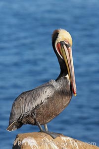 Brown pelican portrait, displaying winter breeding plumage with distinctive dark brown nape, yellow head feathers and red gular throat pouch, Pelecanus occidentalis, Pelecanus occidentalis californicus, La Jolla, California