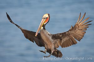 California brown pelican spreads its wings wide as it slows before landing on seacliffs, Pelecanus occidentalis, Pelecanus occidentalis californicus, La Jolla