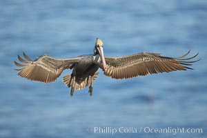 California brown pelican spreads its wings wide as it slows before landing on seacliffs, Pelecanus occidentalis, Pelecanus occidentalis californicus, La Jolla