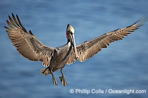 California brown pelican spreads its wings wide as it slows before landing on seacliffs, Pelecanus occidentalis, Pelecanus occidentalis californicus, La Jolla