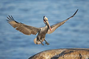 California brown pelican spreads its wings wide as it slows before landing on seacliffs, Pelecanus occidentalis, Pelecanus occidentalis californicus, La Jolla