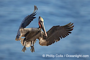 California brown pelican spreads its wings wide as it slows before landing on seacliffs, Pelecanus occidentalis, Pelecanus occidentalis californicus, La Jolla