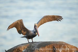 Brown pelican spreads its large wings as it balances on a perch above the ocean, early morning light, displaying adult winter plumage.  This large seabird has a wingspan over 7 feet wide. The California race of the brown pelican holds endangered species status, due largely to predation in the early 1900s and to decades of poor reproduction caused by DDT poisoning, Pelecanus occidentalis, Pelecanus occidentalis californicus, La Jolla