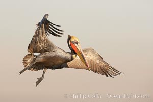 Brown pelican in flight in golden early-morning light.  The wingspan of the brown pelican is over 7 feet wide. The California race of the brown pelican holds endangered species status.  In winter months, breeding adults assume a dramatic plumage, Pelecanus occidentalis, Pelecanus occidentalis californicus, La Jolla