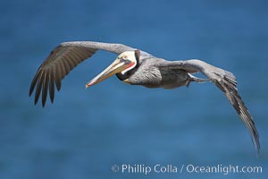 Brown pelican in flight.  The wingspan of the brown pelican is over 7 feet wide. The California race of the brown pelican holds endangered species status.  In winter months, breeding adults assume a dramatic plumage, Pelecanus occidentalis, Pelecanus occidentalis californicus, La Jolla