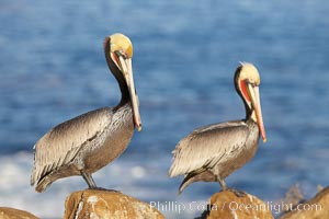 Pair of adult brown pelicans displaying winter breeding plumage with distinctive dark brown nape, yellow head feathers and red gular throat pouch, Pelecanus occidentalis, Pelecanus occidentalis californicus, La Jolla, California