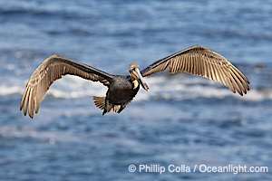 California brown pelican spreads its wings wide as it slows before landing on seacliffs, Pelecanus occidentalis, Pelecanus occidentalis californicus, La Jolla