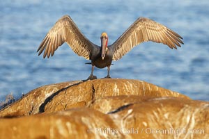 Brown pelican spreads its large wings as it balances on a perch above the ocean, early morning light, displaying adult winter plumage.  This large seabird has a wingspan over 7 feet wide. The California race of the brown pelican holds endangered species status, due largely to predation in the early 1900s and to decades of poor reproduction caused by DDT poisoning.