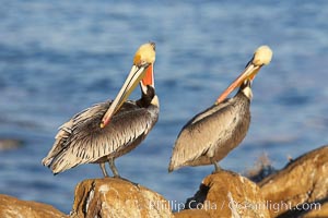 Pair of adult brown pelicans displaying winter breeding plumage with distinctive dark brown nape, yellow head feathers and red gular throat pouch, Pelecanus occidentalis, Pelecanus occidentalis californicus, La Jolla, California