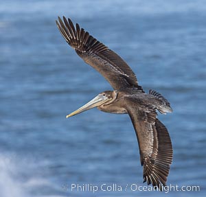 California Brown Pelican in flight, soaring over the Pacific Ocean, Pelecanus occidentalis, Pelecanus occidentalis, Pelecanus occidentalis californicus, La Jolla