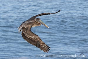 California Brown Pelican in flight, soaring over the Pacific Ocean, Pelecanus occidentalis, Pelecanus occidentalis, Pelecanus occidentalis californicus, La Jolla