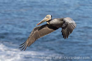 California Brown Pelican in flight, soaring over the Pacific Ocean, Pelecanus occidentalis, La Jolla