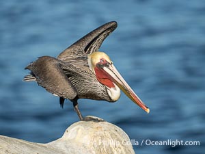 California Brown Pelican Performing Yoga Virabhadrasana Warrior 3 pose, Pelecanus occidentalis, Pelecanus occidentalis californicus, La Jolla