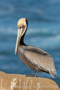 Brown pelican portrait, displaying winter breeding plumage with distinctive dark brown nape, yellow head feathers and red gular throat pouch